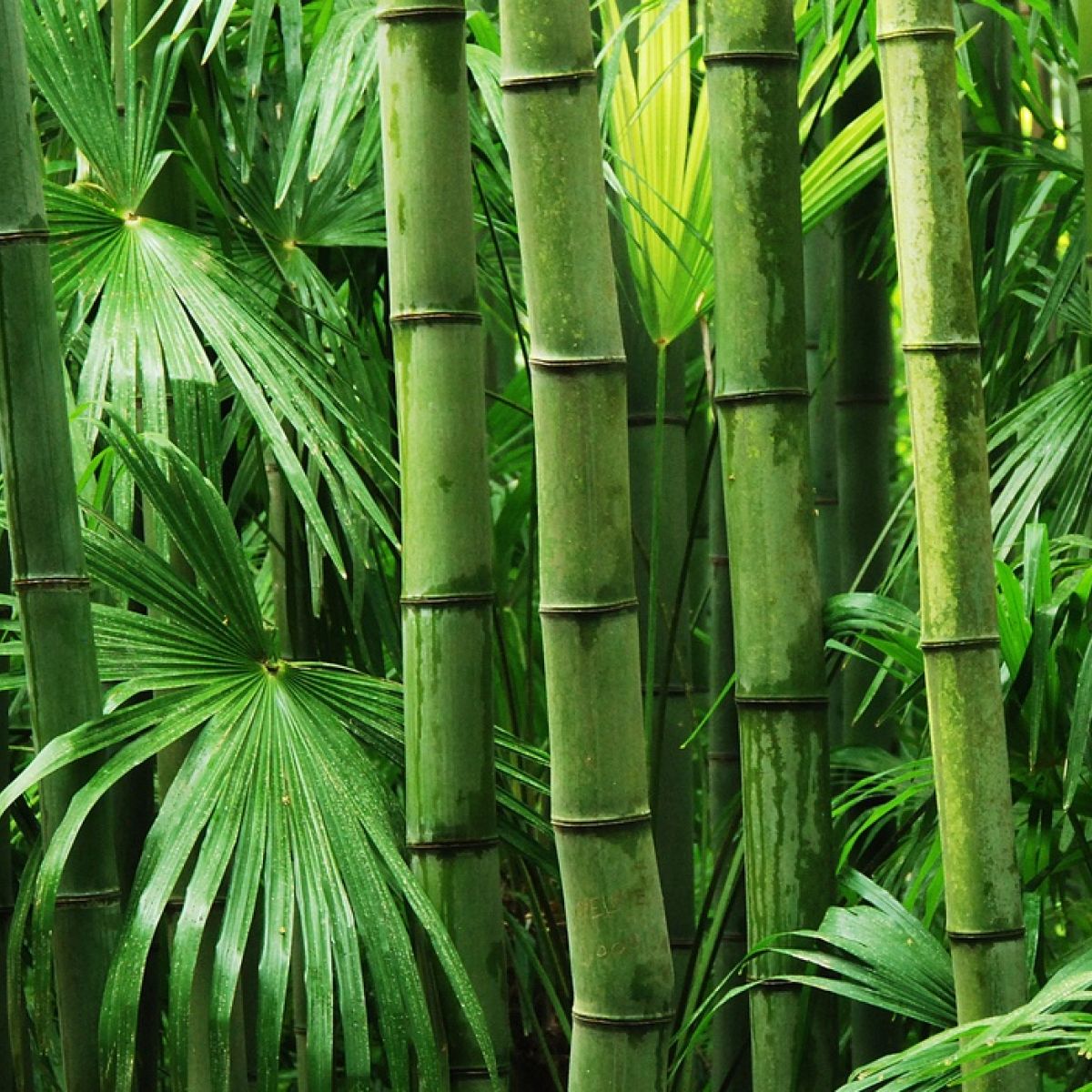 Bamboo